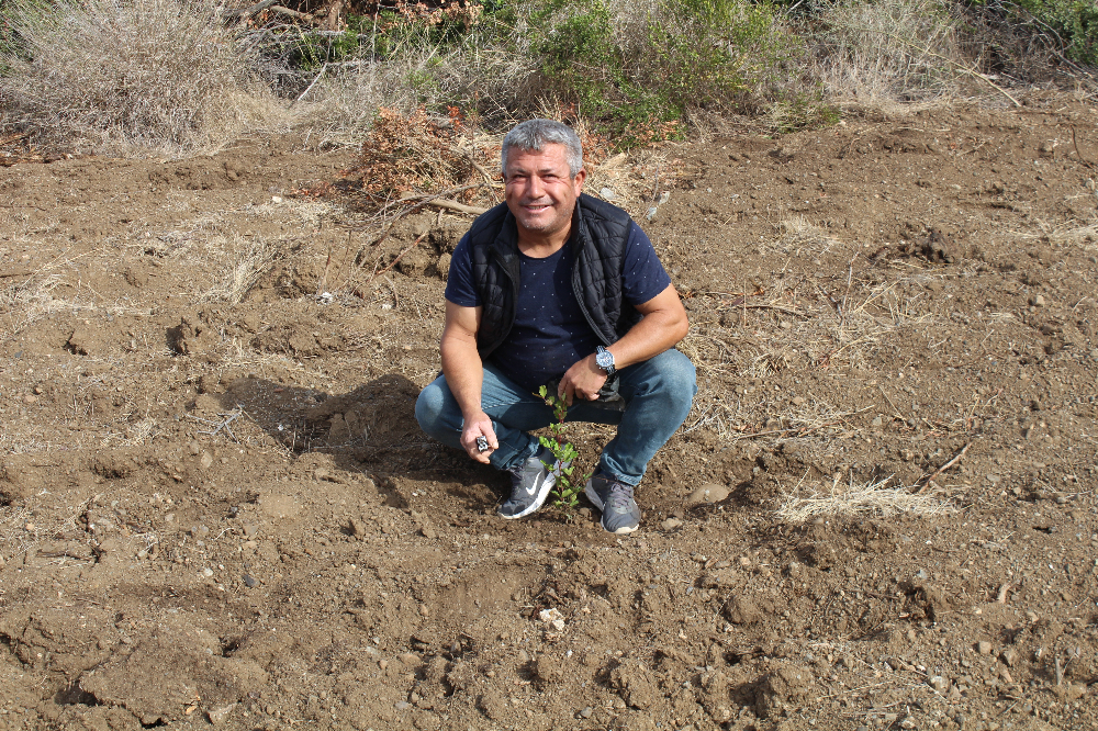 11.11.2023 DATÇA Milli AĞAÇLANDIRMA GÜNÜ 1200 FİDAN