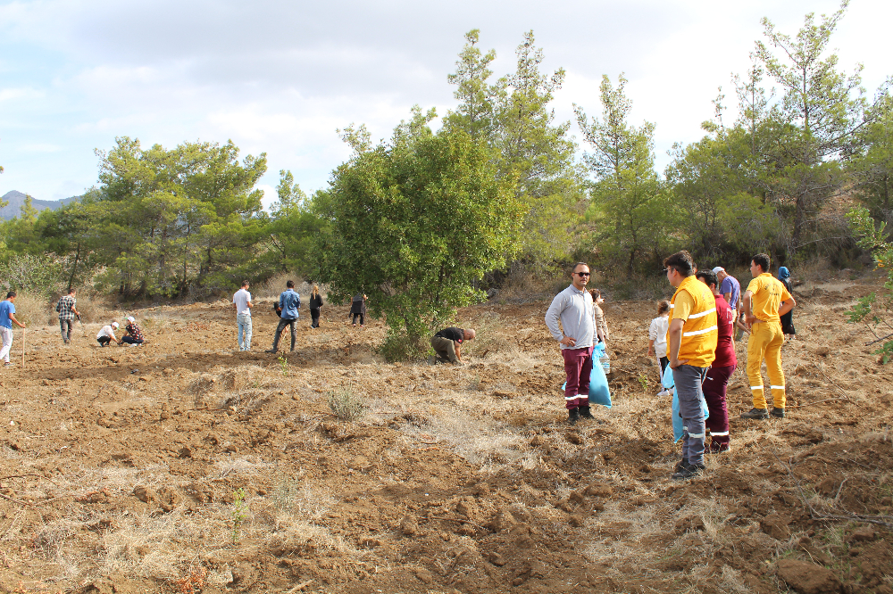 11.11.2023 DATÇA Milli AĞAÇLANDIRMA GÜNÜ 1200 FİDAN