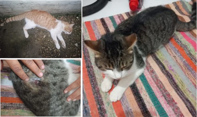 Datça'da 3 kedi havalı tüfekle vuruldu! 1 kedi telef oldu, 2 kedi yaşam mücadelesi veriyor.