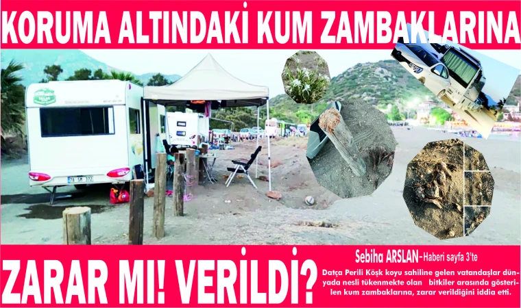 KORUMA ALTINDAKİ KUM ZAMBAKLARINA ZARAR MI! VERİLDİ?