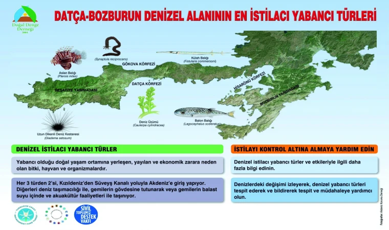 DATÇA – BOZBURUN İSTİLACI YABANİ TÜRLERİ KONTROL ALTINA ALMA PROJESİ DEVAM EDİYOR