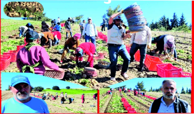 DATÇA'DA TÜRKİYE'NİN İLK TURFANDA PATATES HASADINDA SONA GELİNDİ