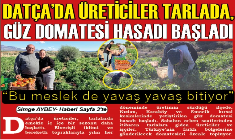DATÇA’DA ÜRETİCİLER TARLADA, GÜZ DOMATESİ HASADI BAŞLADI