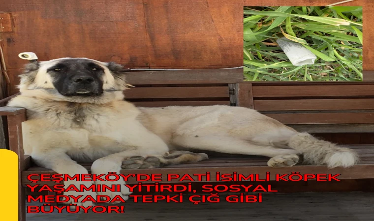 Çeşmeköy’de Pati İsimli Köpek Yaşamını Yitirdi, Sosyal Medyada Tepki Çığ Gibi Büyüyor!