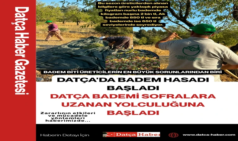 DATÇA'DA BADEM HASADI BAŞLADI DATÇA BADEMİ SOFRALARA UZANAN YOLCULUĞUNA BAŞLADI
