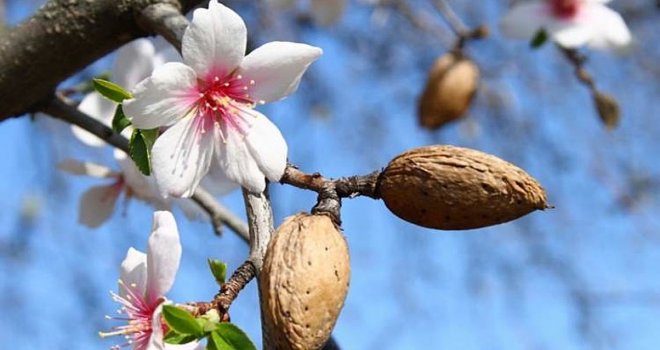 DATÇA'DA BA­DEM­LER ÇİÇEK AÇTI MAR­MARİS'TE ARMUT AĞACI MEYVE VERDİ