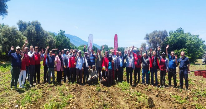 DATÇA'DA MEVSİMİN İLK PATATES HASADI YAPILDI