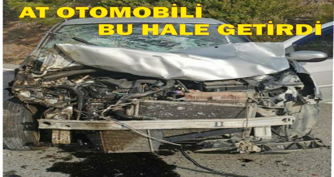 DATÇA'DA YOLA ÇIKAN AT KAZA'YA SEBEBİYET VERDİ