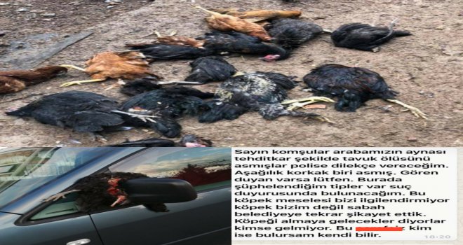 Datça'nın her köşesinde tavuk katliamı!