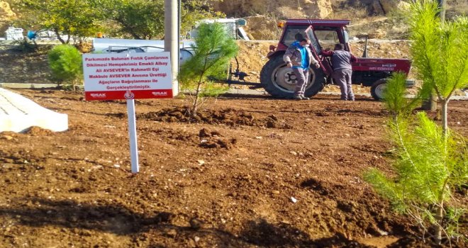 DATÇA'NIN DOĞA DEDE'SİNDEN, UŞAK BELEDİYESİ'NE 900 ÇAM FİDANI