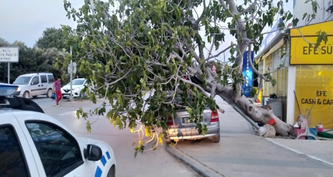 DEVRİLEN İNCİR AĞACI, OTOMOBİLİN ÜZERİNE DÜŞTÜ
