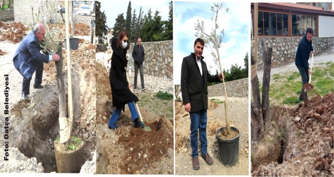 Meclis üyelerinden Zeytin Dikme etkinliği