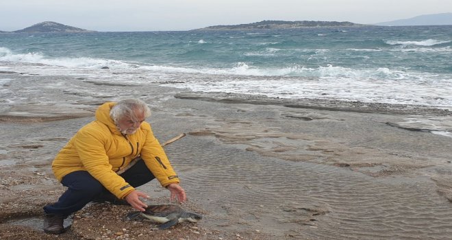 YEŞİL KAPLUMBAĞANIN KIYIDAKİ CANSIZ DURUŞU YÜREK BURKTU 