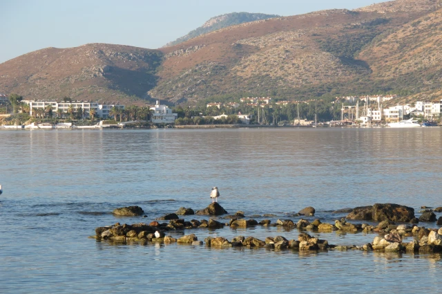 Datça'da Ballı Badem…