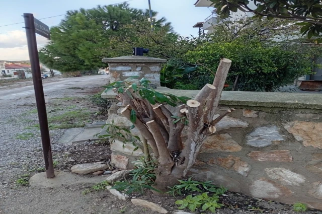 DATÇA’DA AĞAÇ KATLİAMI ACIMASIZCA DEVAM EDİYOR