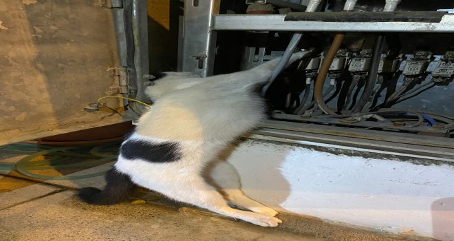  Kapağı açık elekt­rik pa­no­sun­a giren kedi telef oldu