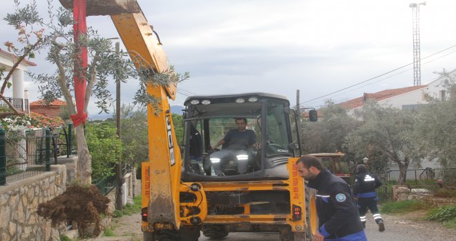  Datça Belediyesi yol kenarına dikilen ağaç ve çiçekleri sökme çalışması başlattı, vatandaş tepki gösterdi!