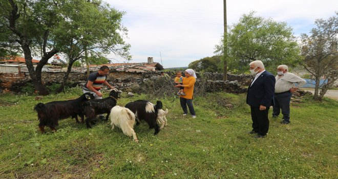  Datça da Kadın çiftçilere kıl ke­çi­si des­teği verilecek
