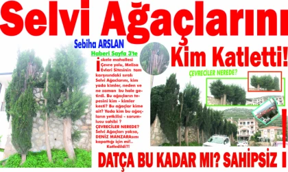 Selvi Ağaç­la­rı­nı Kim Katletti! DATÇA BU KADAR MI? SA­HİP­SİZ!