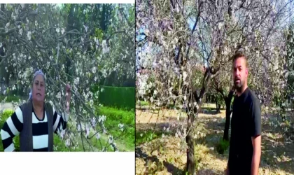 BADEM AĞAÇLARINDA ÜRETİCİ HASADA HAZIRLANIYOR Datça'da badem ağaçlarında hasat hazırlığı başladı.