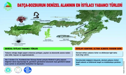 DATÇA – BOZ­BU­RUN İSTİLACI YABANİ TÜR­LERİ KONT­ROL AL­TI­NA ALMA PRO­JESİ DEVAM EDİYOR