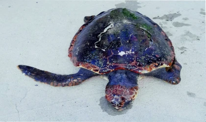 Ölü caretta caretta sahile vurdU