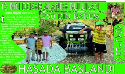 12 BİN DEKAR ALAN­DA BU­LU­NAN 250 BİN BADEM AĞACINDA HA­SA­DA BAŞ­LAN­DI