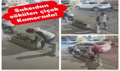 Datça’da Saksıdan Sökülen Çiçek Kamerada