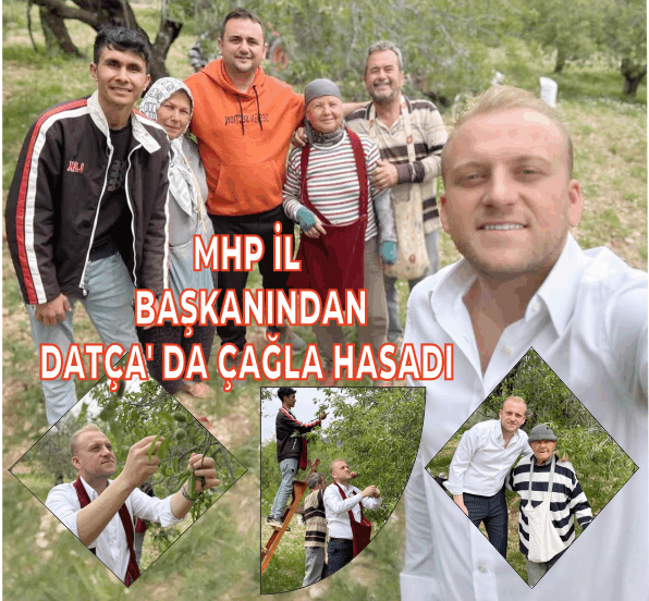 MHP MUĞLA İL BAŞKANI BURAK DEMİREL DATÇA’ DA ÇAĞLA HASADINA KATILDI