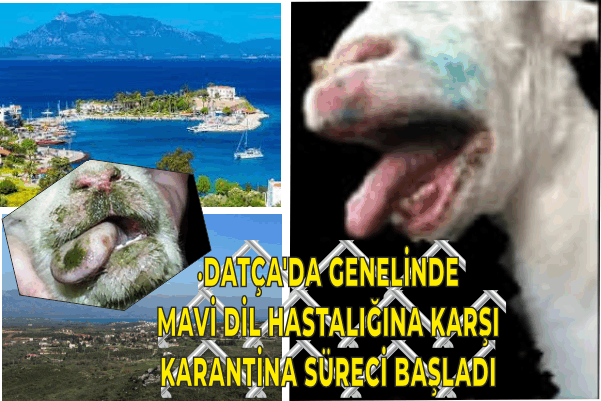 DATÇA’DA MAVİ DİL HASTALIĞI NEDENİYLE HAYVAN GİRİŞ - ÇIKIŞI DURDURULDU