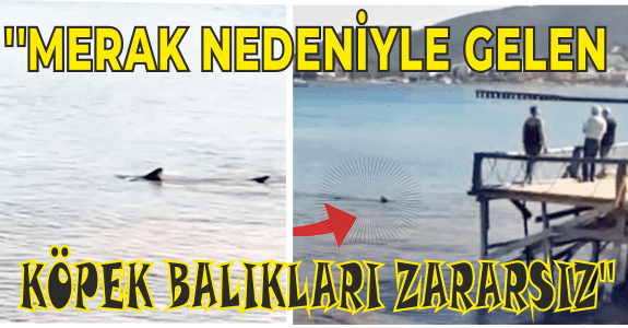 UZMANLAR UYARIYOR: KÖPEK BALIĞI GÖRÜNTÜLERİ PANİĞE NEDEN OLMASIN