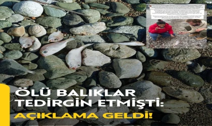 Ölü Balıklar Tedirgin Etmişti: Açıklama Geldi!