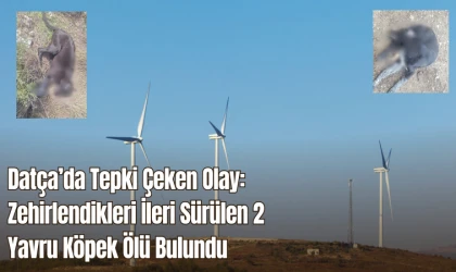Datça’da Tepki Çeken Olay: Zehirlendikleri İleri Sürülen 2 Yavru Köpek Ölü Bulundu