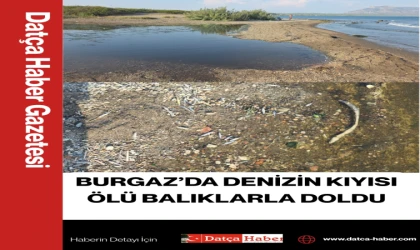 BURGAZ’DA DENİZİN KIYISI ÖLÜ BALIKLARLA DOLDU