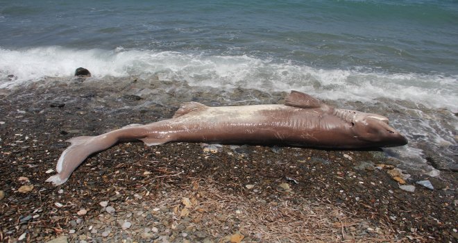 3.30 metre, 200 kilo ağırlığında Köpekbalığı ölü olarak bulundu.