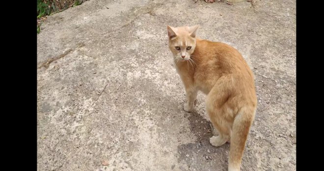 BU NE VİCDAN­SIZ­LIK! BAL İSİMLİ SOKAK KEDİSİNİN AYA­ĞI­NI KIR­DI­LAR!