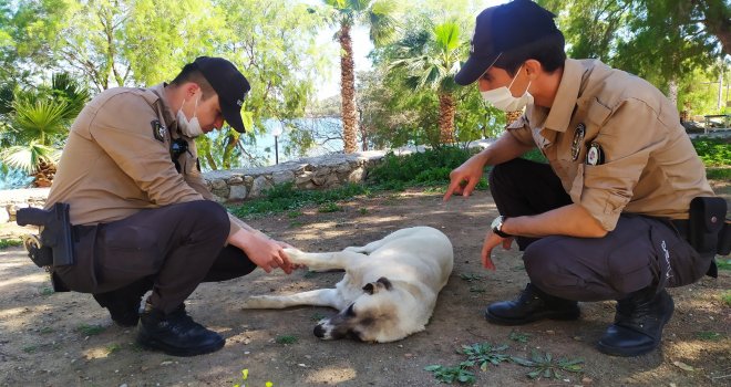 Datça bekçisinden yaralı sokak hayvanına şevkat eli