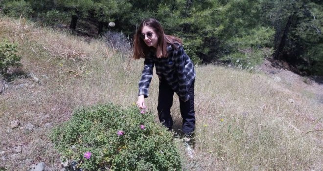 DATÇA KEKİĞİNE İLGİ ARTTI