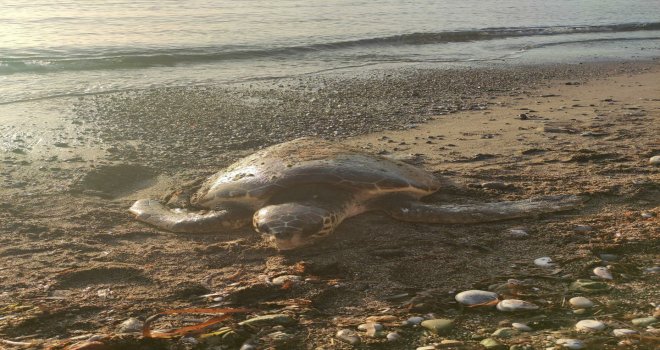 DATÇA SAHİLİNE ÖLÜ CARETTA CARETTA BULUNDU