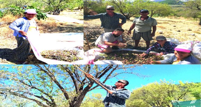 DATÇA'DA BADEM HA­SA­DI HE­YE­CA­NI YA­ŞA­NI­YOR