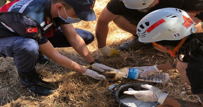 DATÇA'DA KUYUYA DÜŞEN YAVRU YABAN DOMUZLARI KURTARILDI