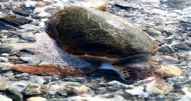 DATÇA'DA ÖLÜ CARETTA CARETTA BULUNDU 