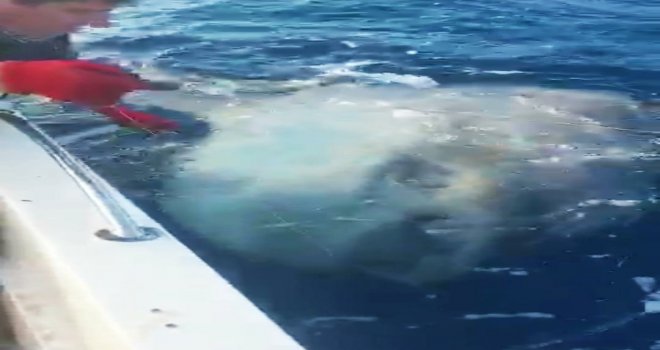 DATÇA'LI BA­LIK­ÇI­LAR TUT­TUK­LA­RI AY BA­LI­ĞI­NI TEK­RAR DE­Nİ­ZE BI­RAK­TI