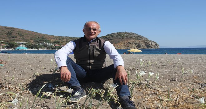 DENİZİN TEK ÇİÇEĞİ KUM ZAMBAKLARI DATÇA SAHİLLERİNİ SÜSLEMEYE BAŞLADI