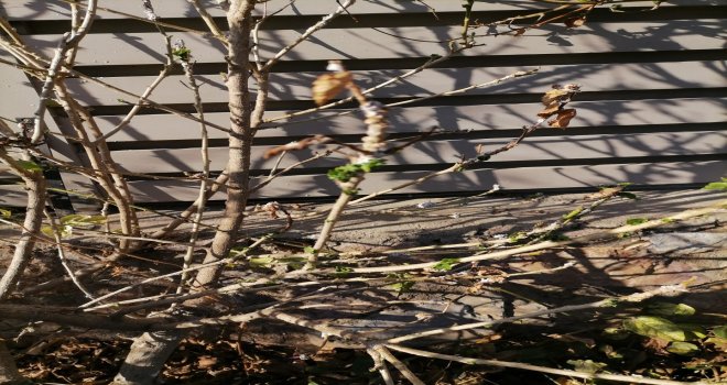 DİKKAT! DATÇA BELEDİYESİ DAVA AÇABİLİR