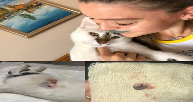 Havalı tüfekle vurulan kedinin ayağı 6 yerden kırıldı
