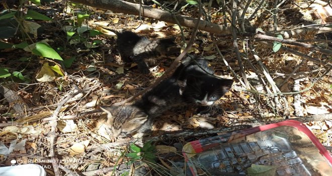 Kanalizas­yon bo­ru­su­na sı­kı­şan kedi yavruları kurtarıldı 