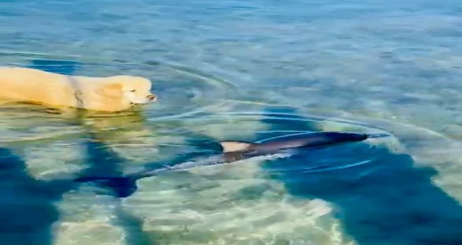 KUM­LUK PLA­JIN­DA YAVRU YUNUS SÜPRİZİ