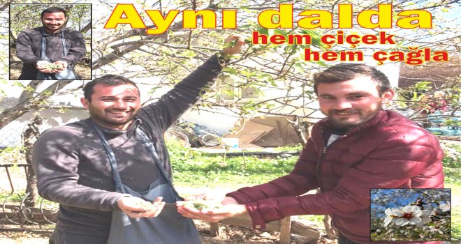 MEVSİMİN İLK ÇAĞLA BADEM HA­SA­DI BAŞ­LA­DI