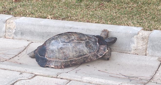 TA­LİH­SİZ AMA BİR O KA­DAR­ DA ŞANS­LI OLAN KAPLUMBAĞA, TEDAVİ ALTINA ALINDI